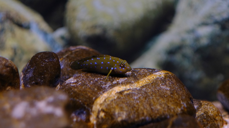 Tanganicodus sp. 'kavalla' Milima Island